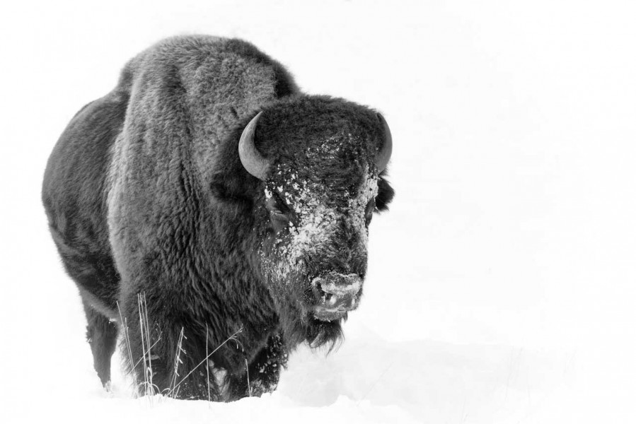 Bison in the snow in Yellowstone in Winter. Bison in the snow in Yellowstone in Winter.