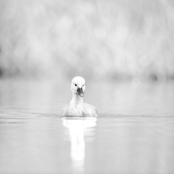 Photographie animalière en high key. Photographie animalière en high key.