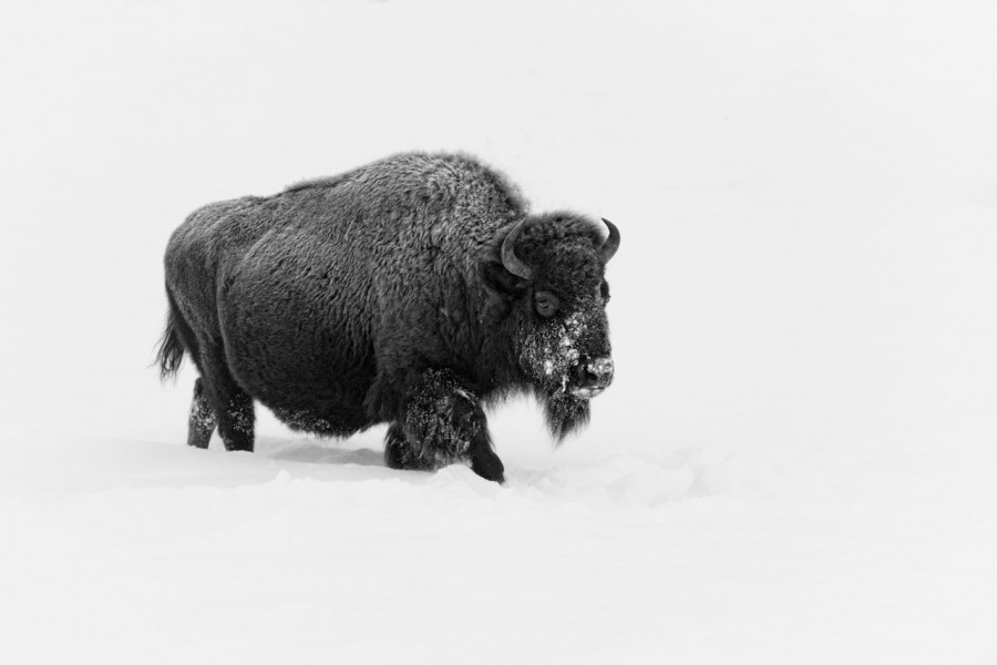 Bison in the snow in Yellowstone in Winter. Bison in the snow in Yellowstone in Winter.