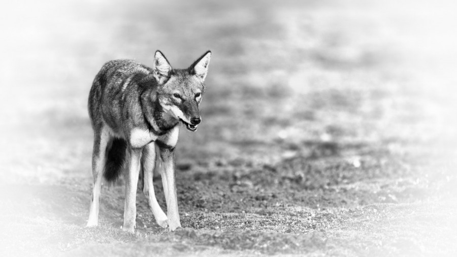 Photographie animalière en high key. Photographie animalière en high key.