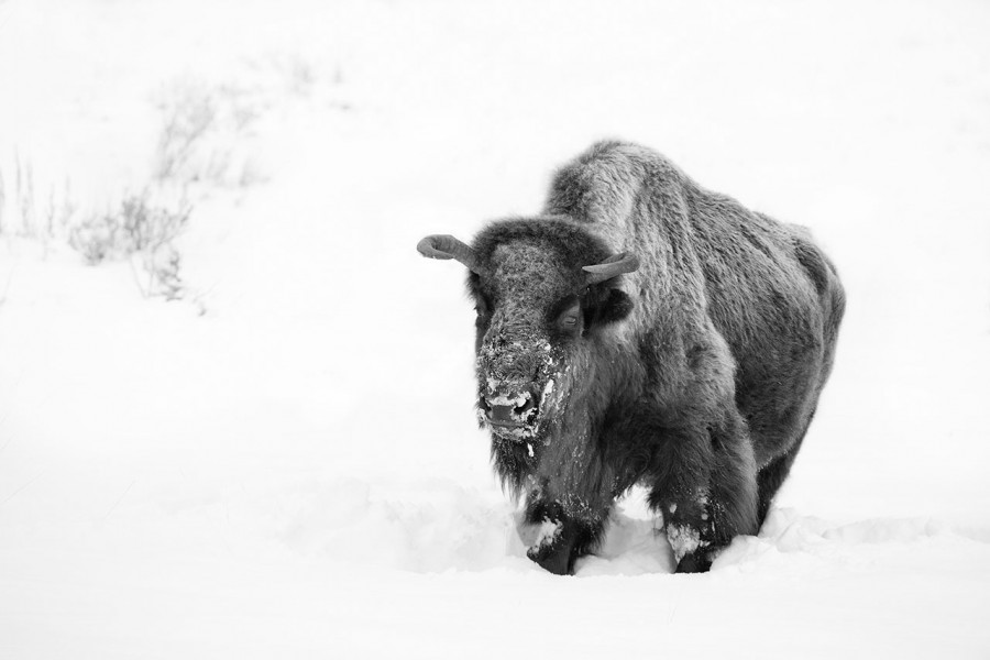 Bison in the snow in Yellowstone in Winter. Bison in the snow in Yellowstone in Winter.