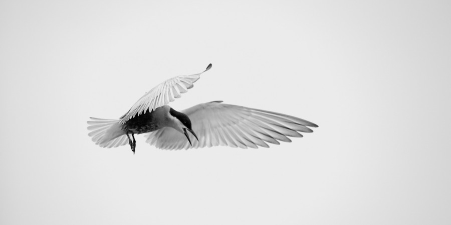 Photographie animalière en high key. Photographie animalière en high key.