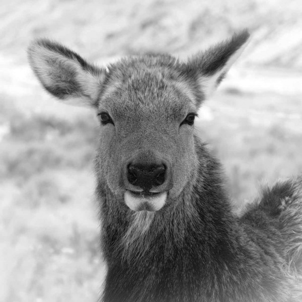 Wapiti doe in the snow in Yellowstone in Winter. Wapiti doe in the snow in Yellowstone in Winter.