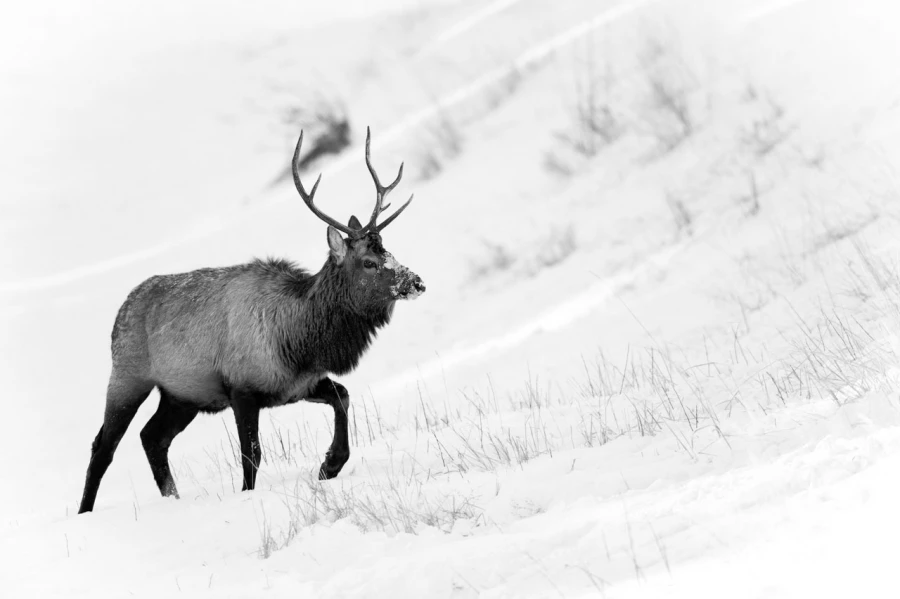 Cerf wapiti au Yellowstone dans la neige en hiver. Cerf wapiti au Yellowstone dans la neige en hiver.