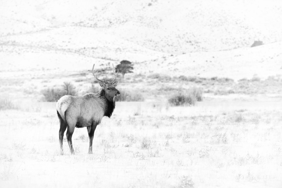 Wapiti stag in the snow in Yellowstone in Winter. Wapiti stag in the snow in Yellowstone in Winter.