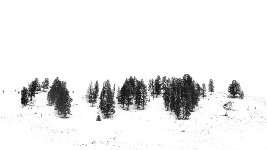 Snowy landscape of yellowstone in winter. Snowy landscape of yellowstone in winter.