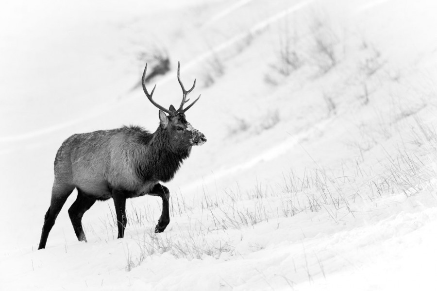 Wapiti stag in the snow in Yellowstone in Winter. Wapiti stag in the snow in Yellowstone in Winter.