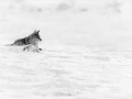 Coyote dans la neige au Yellowstone en hiver.