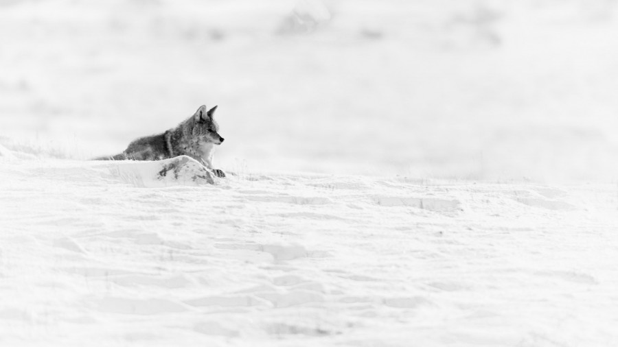 Coyote in the snow in Yellowstone in Winter. Coyote in the snow in Yellowstone in Winter.