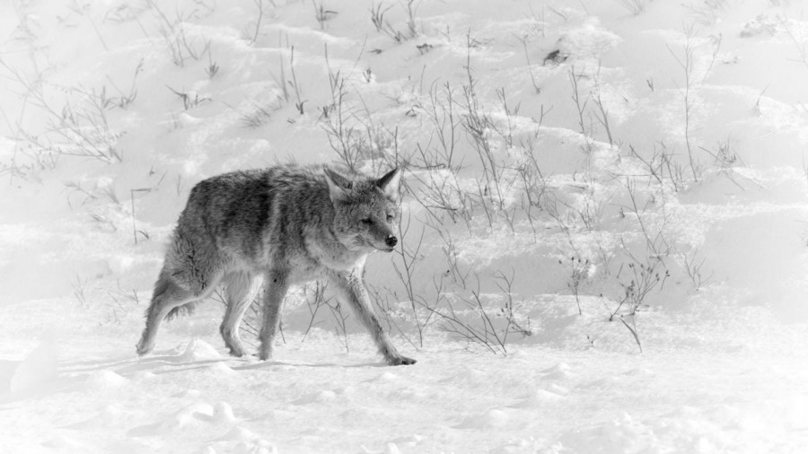 Coyote in the snow in Yellowstone in Winter. Coyote in the snow in Yellowstone in Winter.