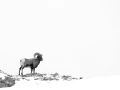 Mouflon du Canada dans la neige au Yellowstone en hiver.