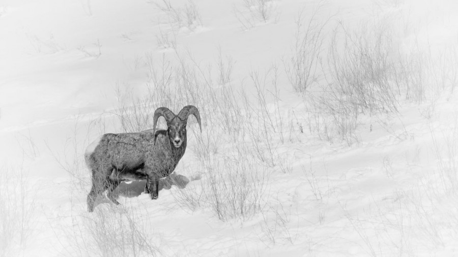 Bighorn sheep in the snow in Yellowstone in Winter. Bighorn sheep in the snow in Yellowstone in Winter.