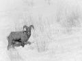 Mouflon du Canada dans la neige au Yellowstone en hiver.
