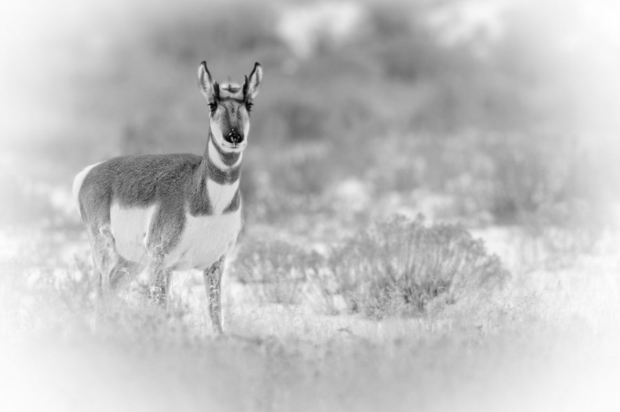 Pronghorn in the snow in Yellowstone in Winter. Pronghorn in the snow in Yellowstone in Winter.