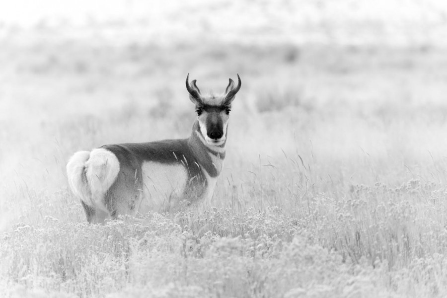 Pronghorn in the snow in Yellowstone in Winter. Pronghorn in the snow in Yellowstone in Winter.