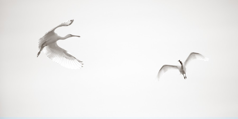 Photographie animalière en high key. Photographie animalière en high key.
