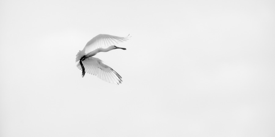 Photographie animalière en high key. Photographie animalière en high key.