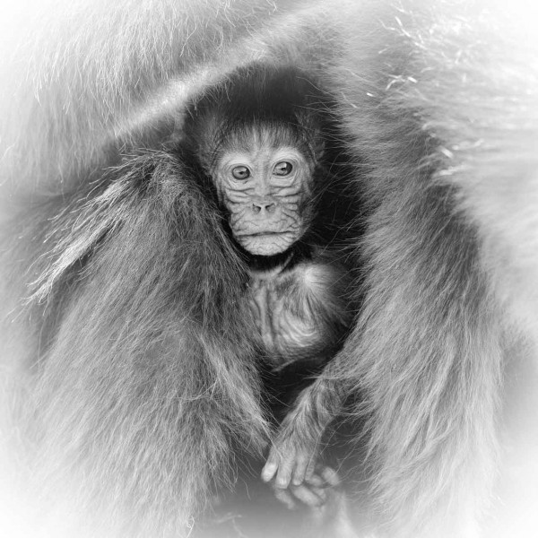 Photographie animalière en high key. Photographie animalière en high key.