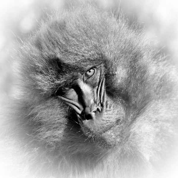 Photographie animalière en high key. Photographie animalière en high key.