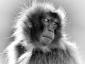 Photographie animalière en high key.