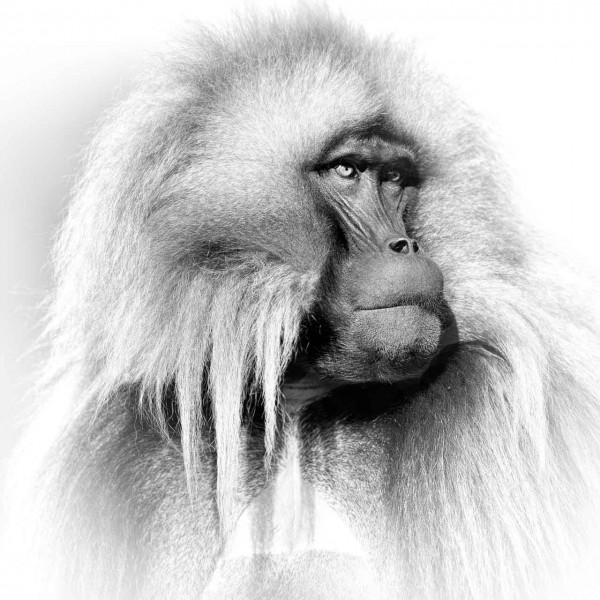Photographie animalière en high key. Photographie animalière en high key.