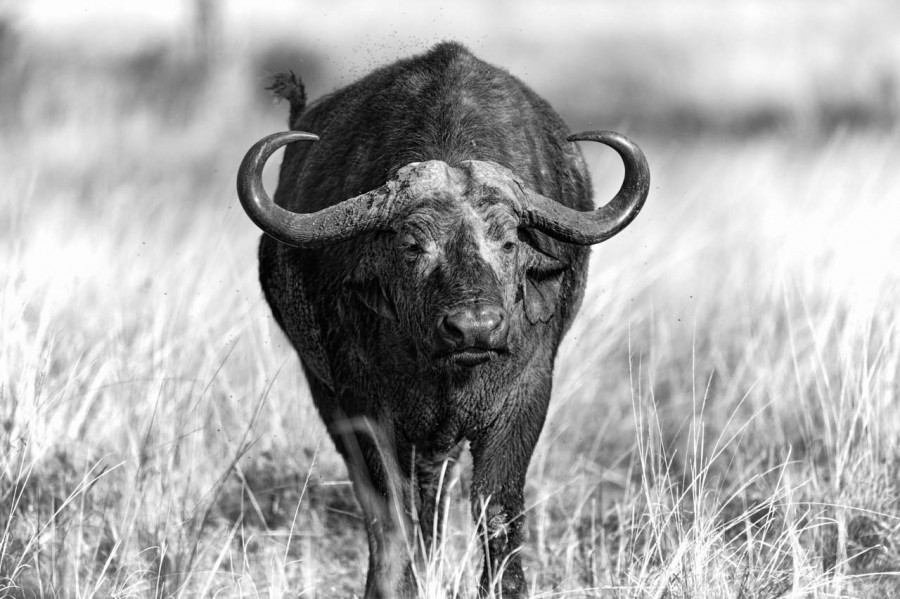 Photographie animalière en high key. Photographie animalière en high key.