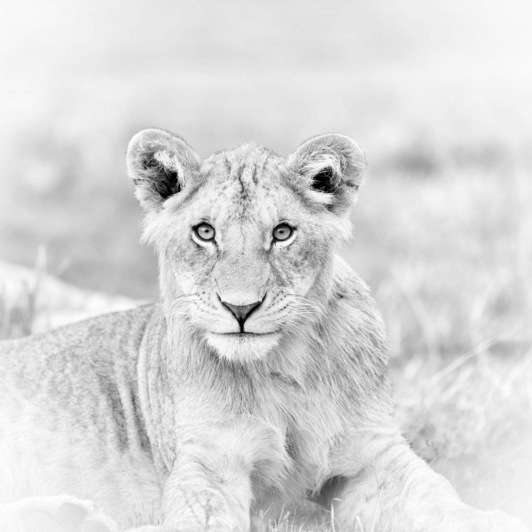 Photographie animalière en high key. Photographie animalière en high key.