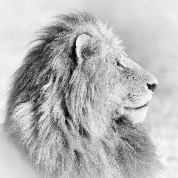Photographie animalière en high key. Photographie animalière en high key.