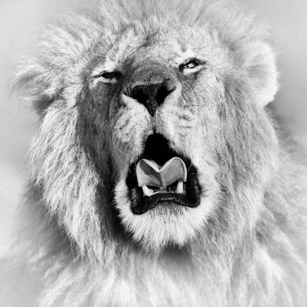 Photographie animalière en high key. Photographie animalière en high key.