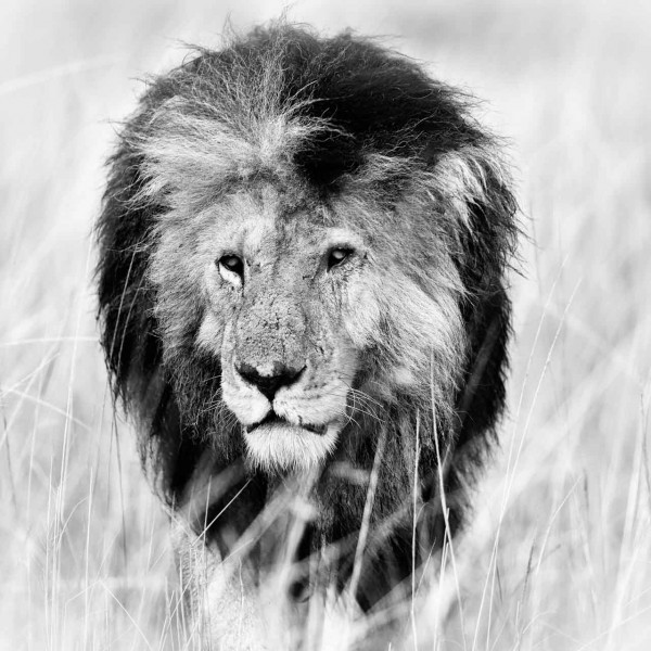 Photographie animalière en high key. Photographie animalière en high key.