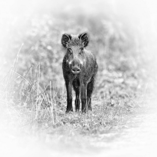 Photographie animalière en high key. Photographie animalière en high key.