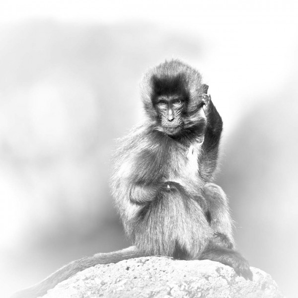 Photographie animalière en high key. Photographie animalière en high key.