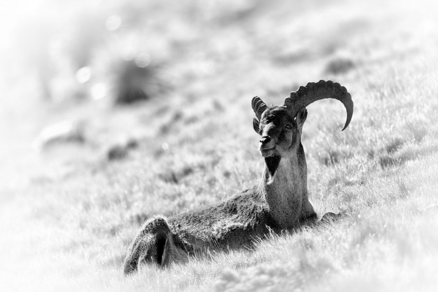 Photographie animalière en high key. Photographie animalière en high key.