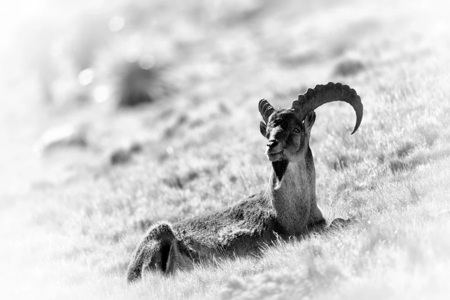 Photographie animalière en high key. Photographie animalière en high key.