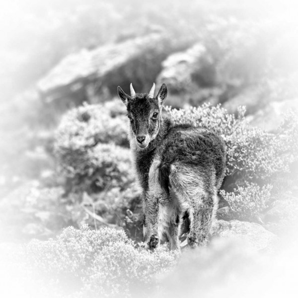 Photographie animalière en high key. Photographie animalière en high key.