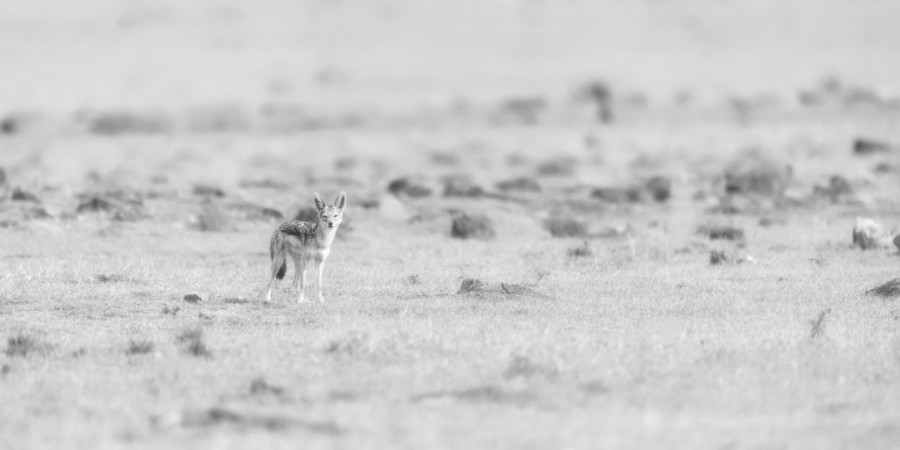 Photographie animalière en high key. Photographie animalière en high key.