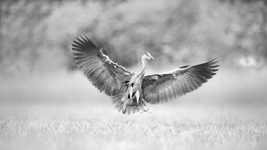 Photographie animalière en high key. Photographie animalière en high key.