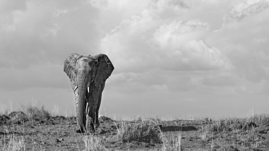 Photographie animalière en high key. Photographie animalière en high key.
