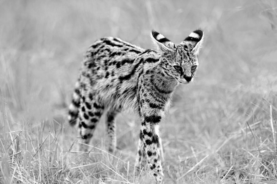 Photographie animalière en high key. Photographie animalière en high key.