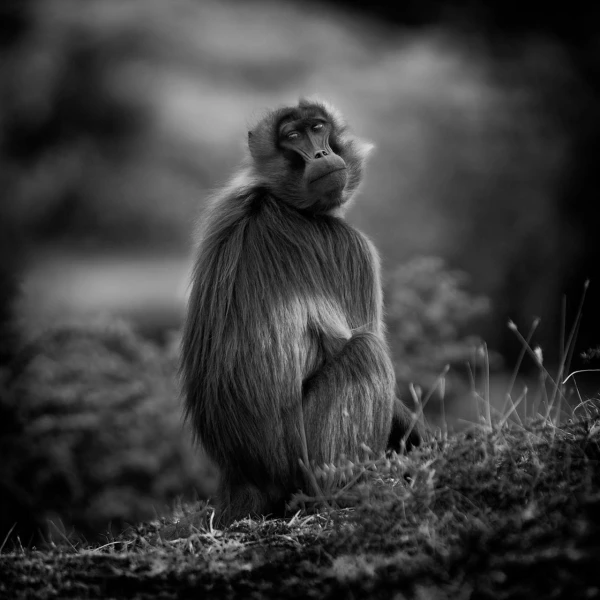 Photographie animalière en low key. Photographie animalière en low key.