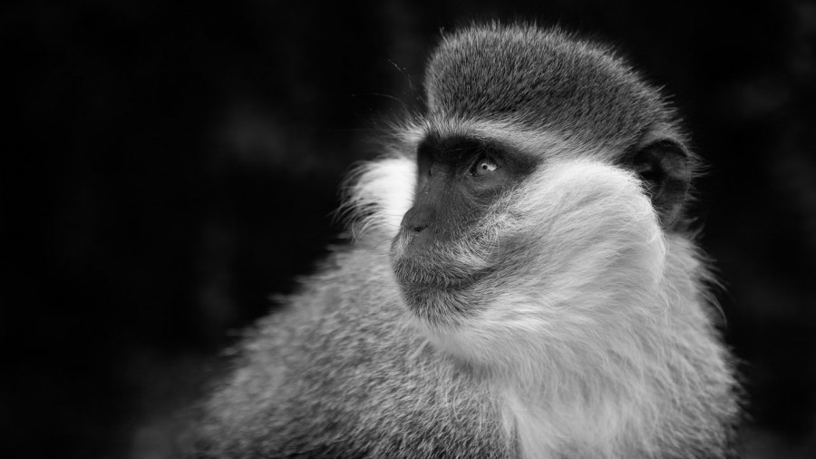 Photographie animalière en low key. Photographie animalière en low key.