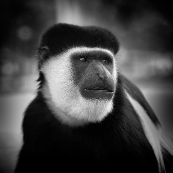 Photographie animalière en low key. Photographie animalière en low key.