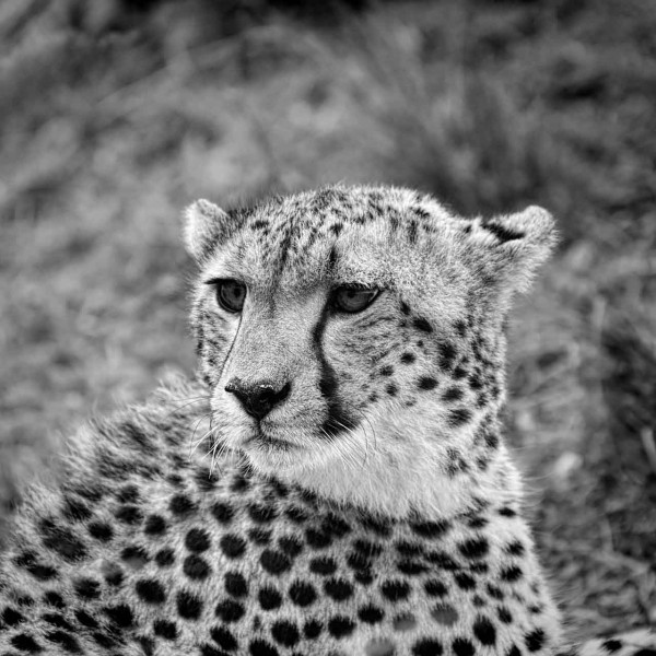 Photographie animalière en low key. Photographie animalière en low key.