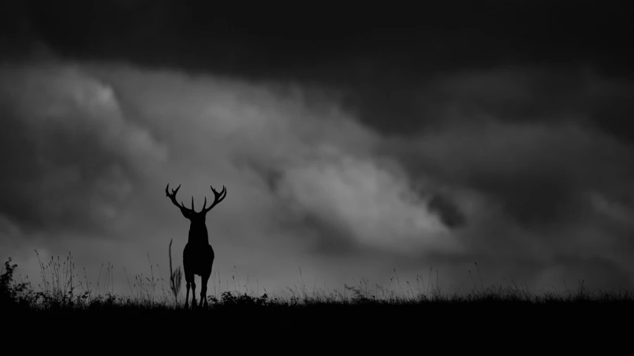 Photographie animalière en low key. Photographie animalière en low key.