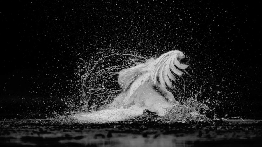 Photographie animalière en low key. Photographie animalière en low key.