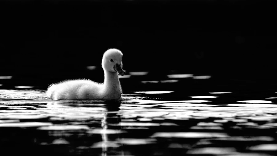 Photographie animalière en low key. Photographie animalière en low key.