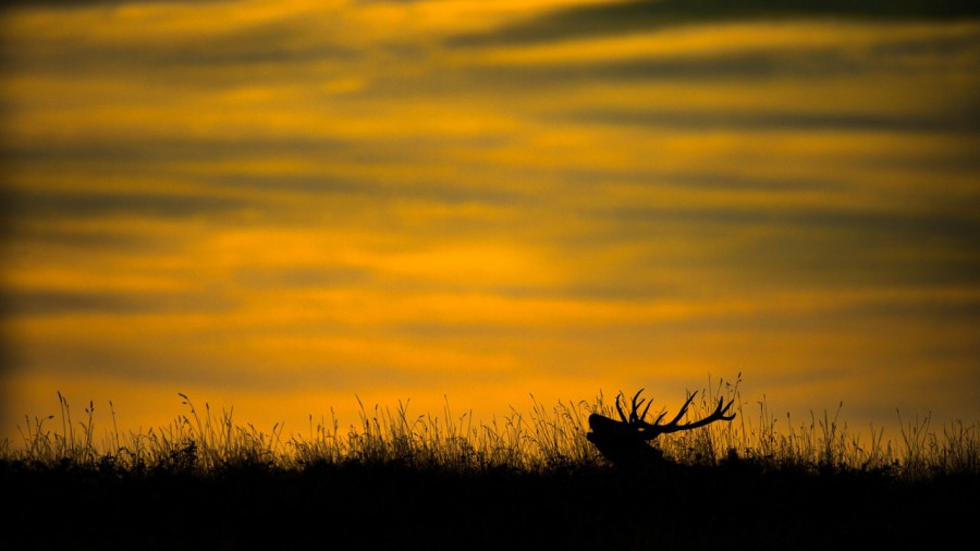 Photographie animalière en couleur. Photographie animalière en couleur.