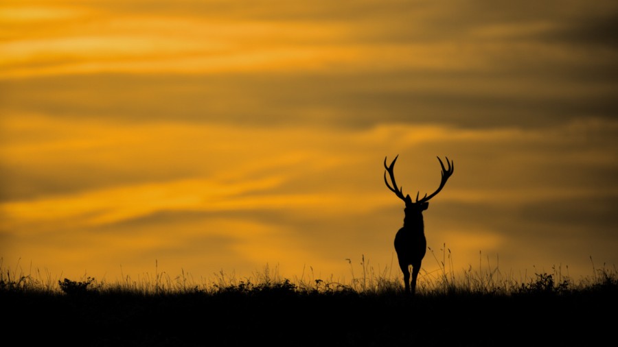 Photographie animalière en couleur. Photographie animalière en couleur.