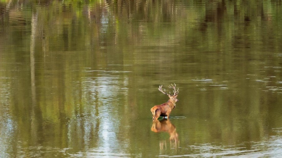 Photographie animalière en couleur. Photographie animalière en couleur.