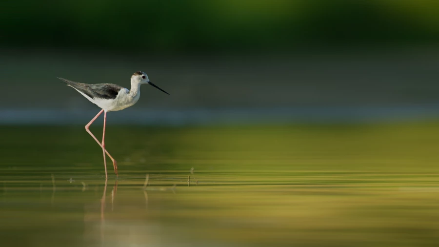 Photographie animalière en couleur. Photographie animalière en couleur.